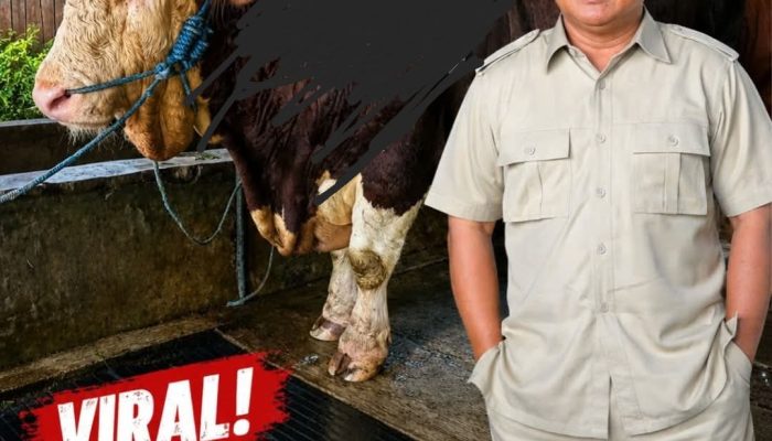 Sapi Milik Warga Pekalongan, Dipinang Presiden Prabowo Subianto