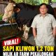 Sapi Milik Warga Pekalongan, Dipinang Presiden Prabowo Subianto